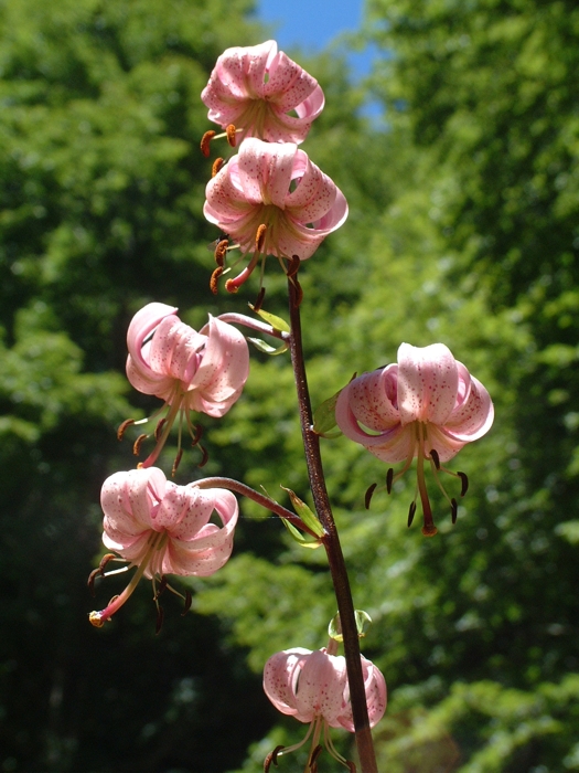 Lilium martagon / Giglio martagone